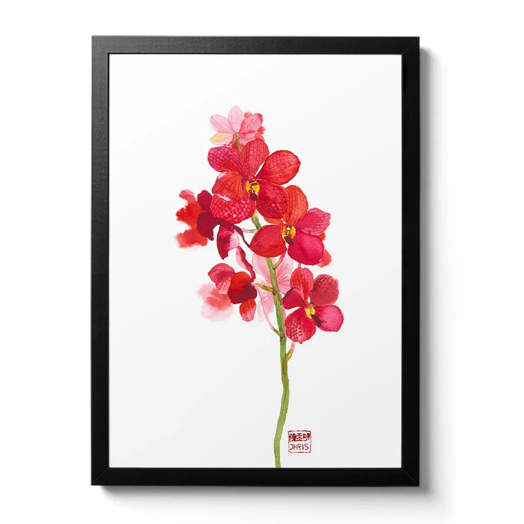Ascd Red Gem Orchid