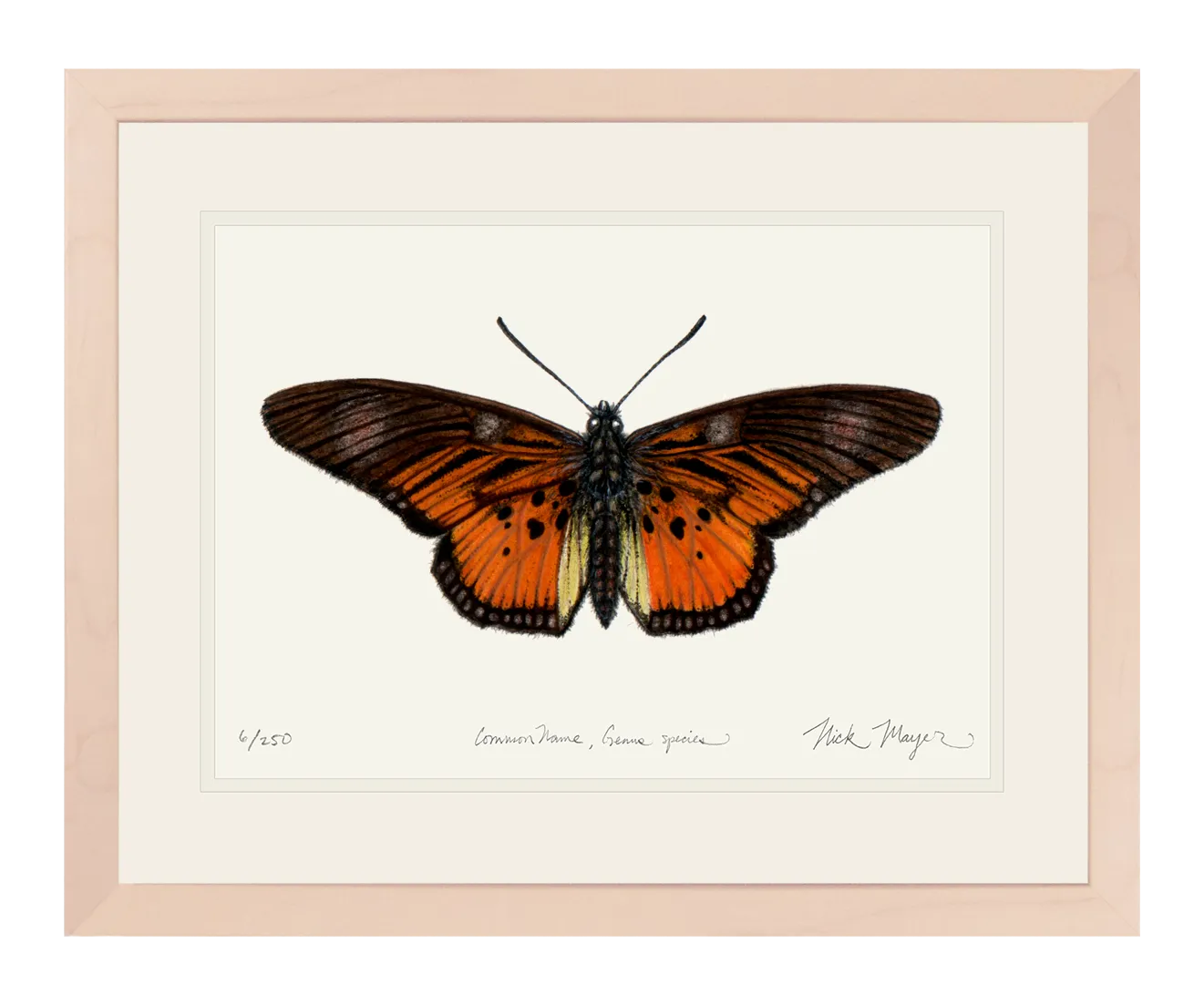 Clark's False Acraea Butterfly Print