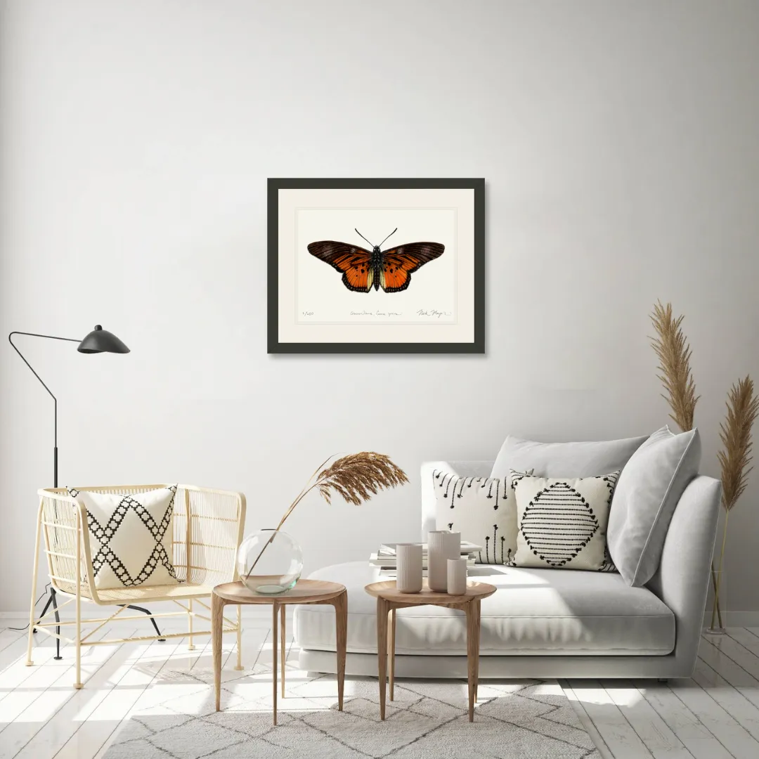 Clark's False Acraea Butterfly Print