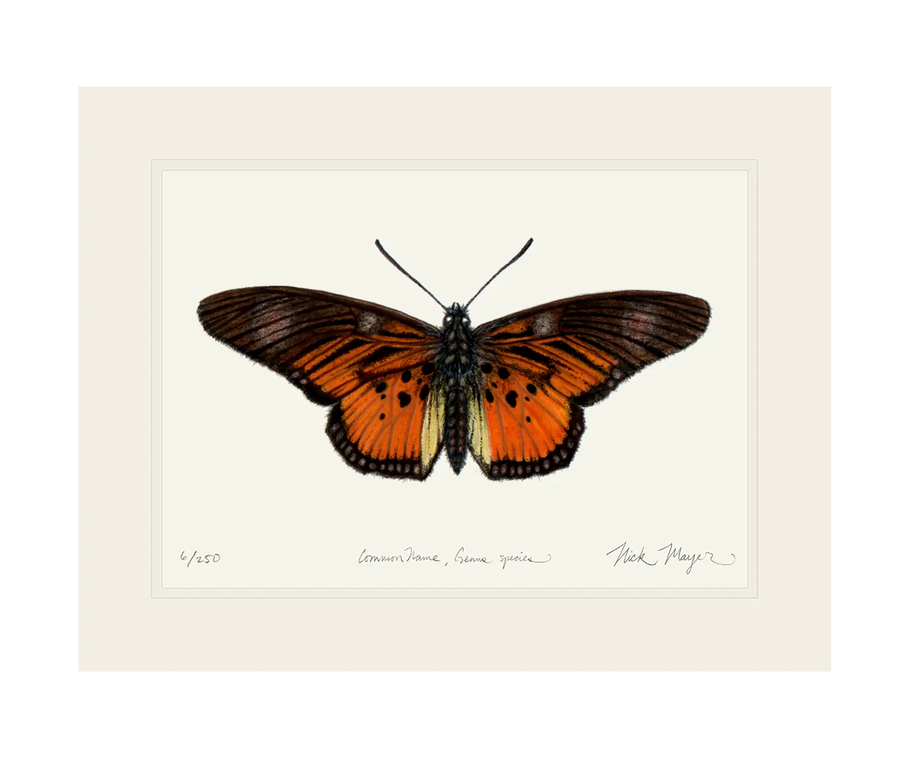 Clark's False Acraea Butterfly Print