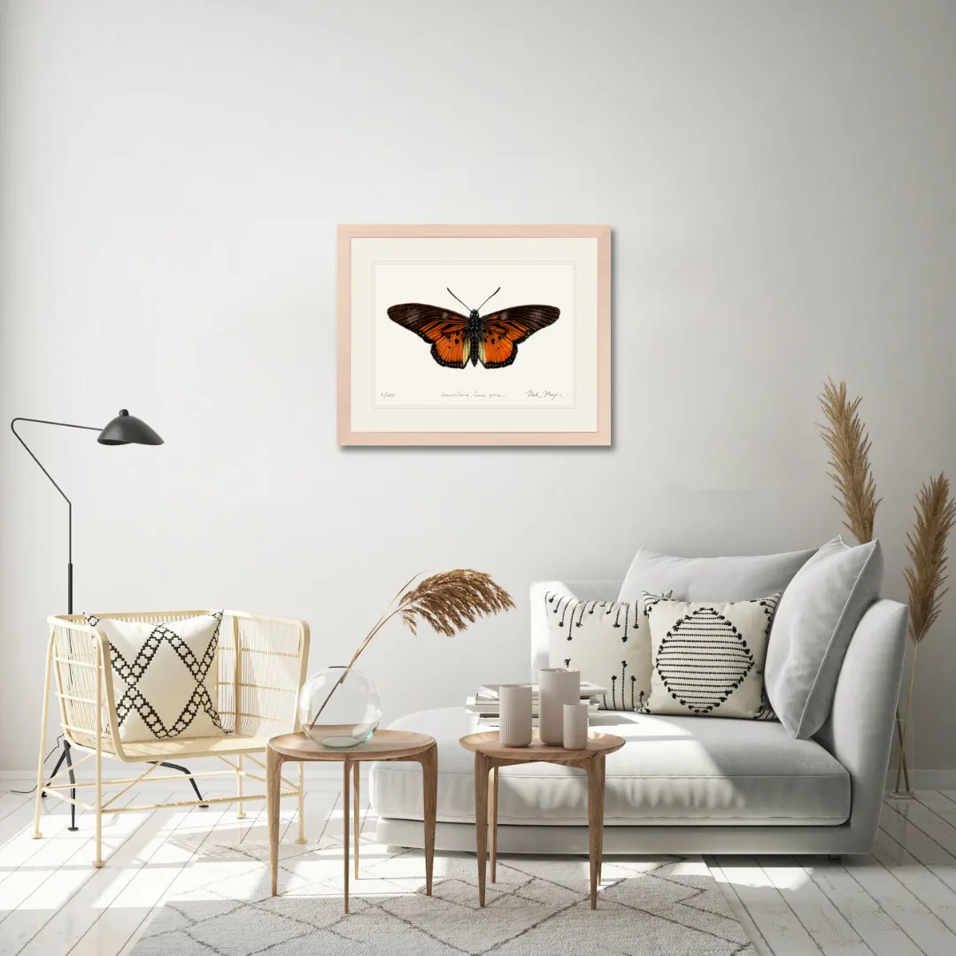 Clark's False Acraea Butterfly Print