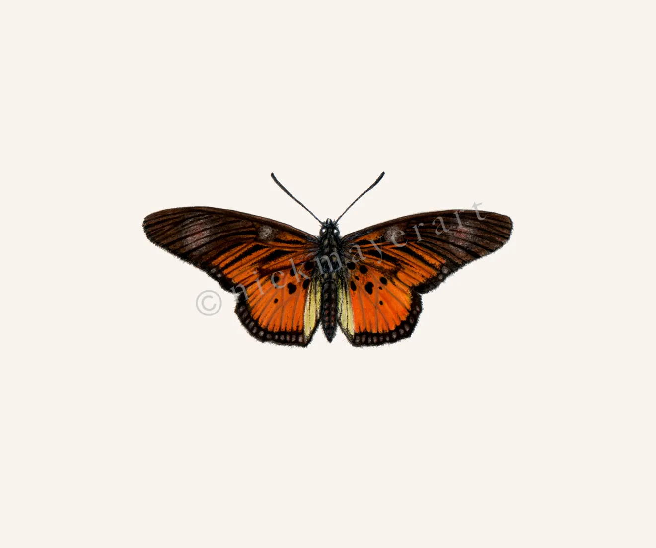 Clark's False Acraea Butterfly Print