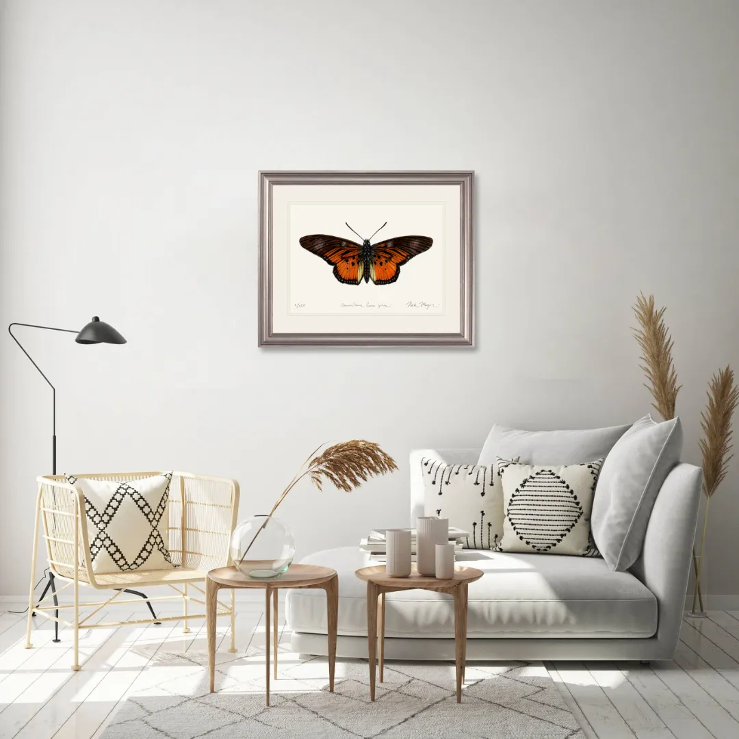 Clark's False Acraea Butterfly Print