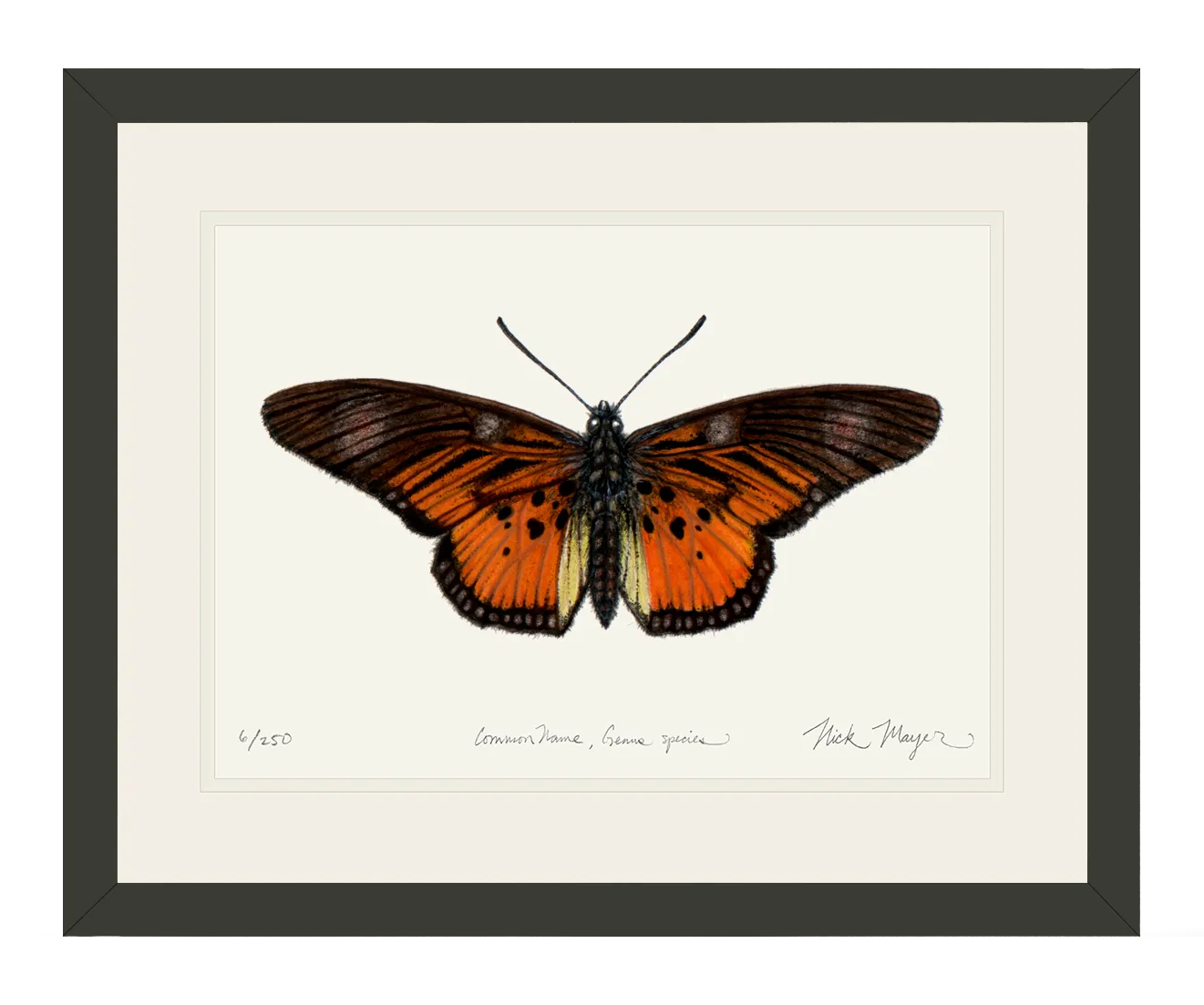 Clark's False Acraea Butterfly Print
