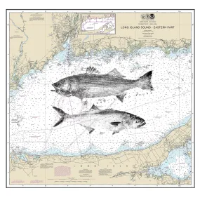 Long island sound with striper and blue fish