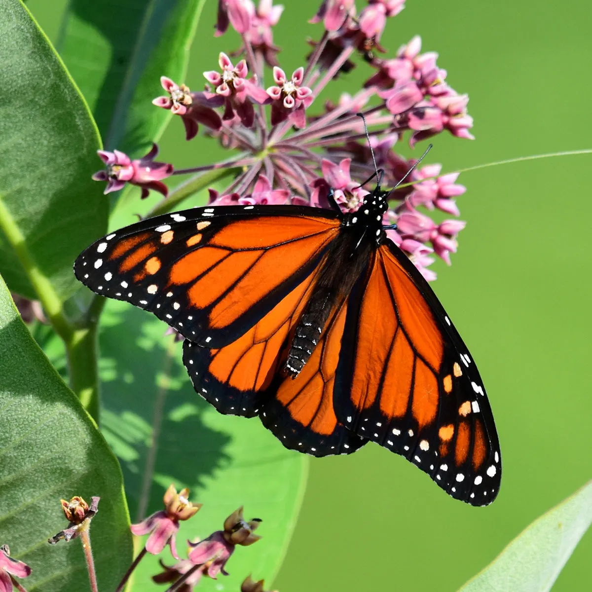 Monarch butterfly adoption card