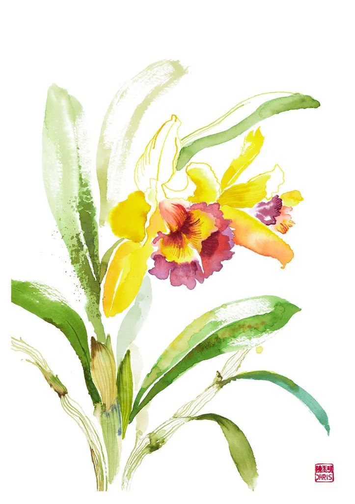 Rhyncholaelio Cattleya Orchid